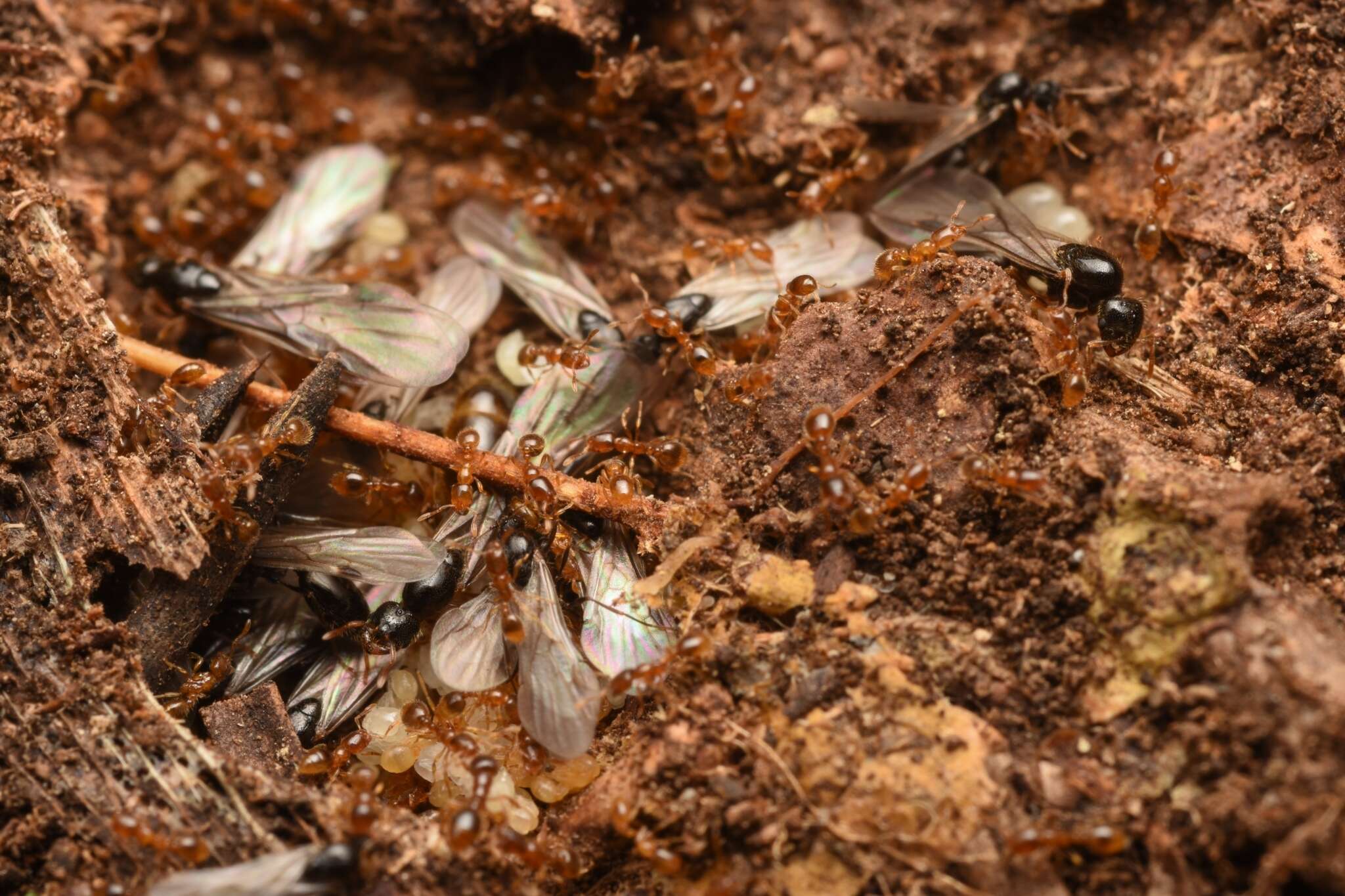 Imagem de Solenopsis japonica Wheeler 1928