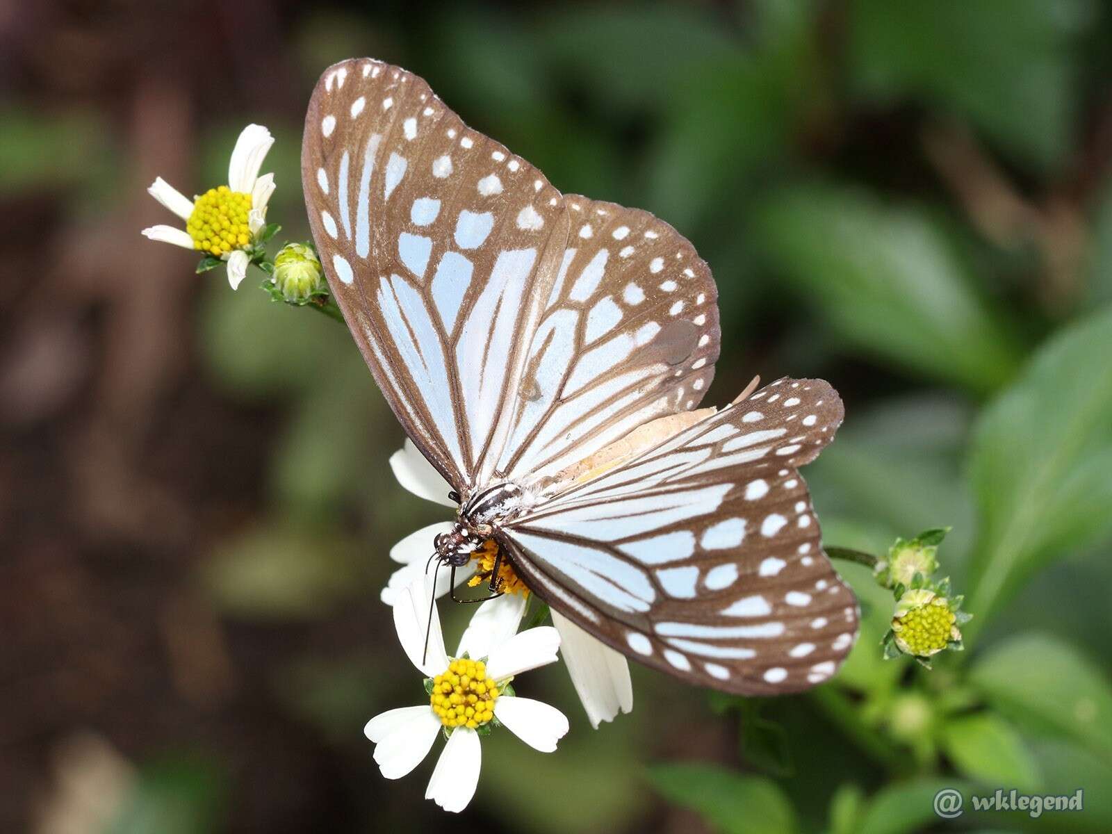 Imagem de Parantica aglea melanoides