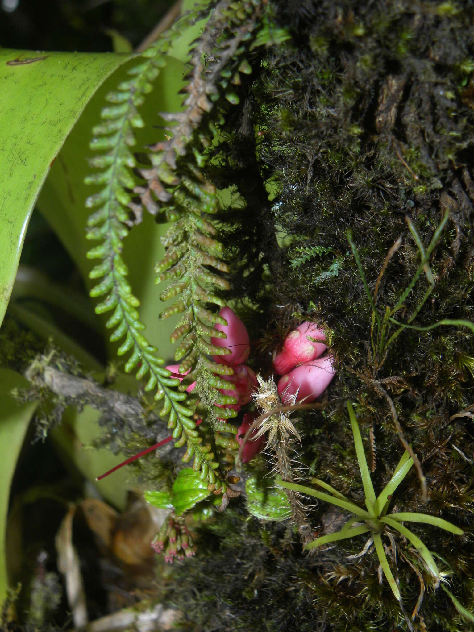 Image of Jamaican lellingeria