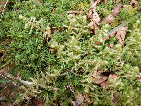 Image of loeskeobryum moss