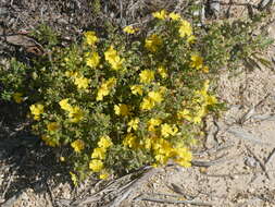 Sivun Hibbertia cinerea (R. Br ex DC.) H. R. Toelken kuva