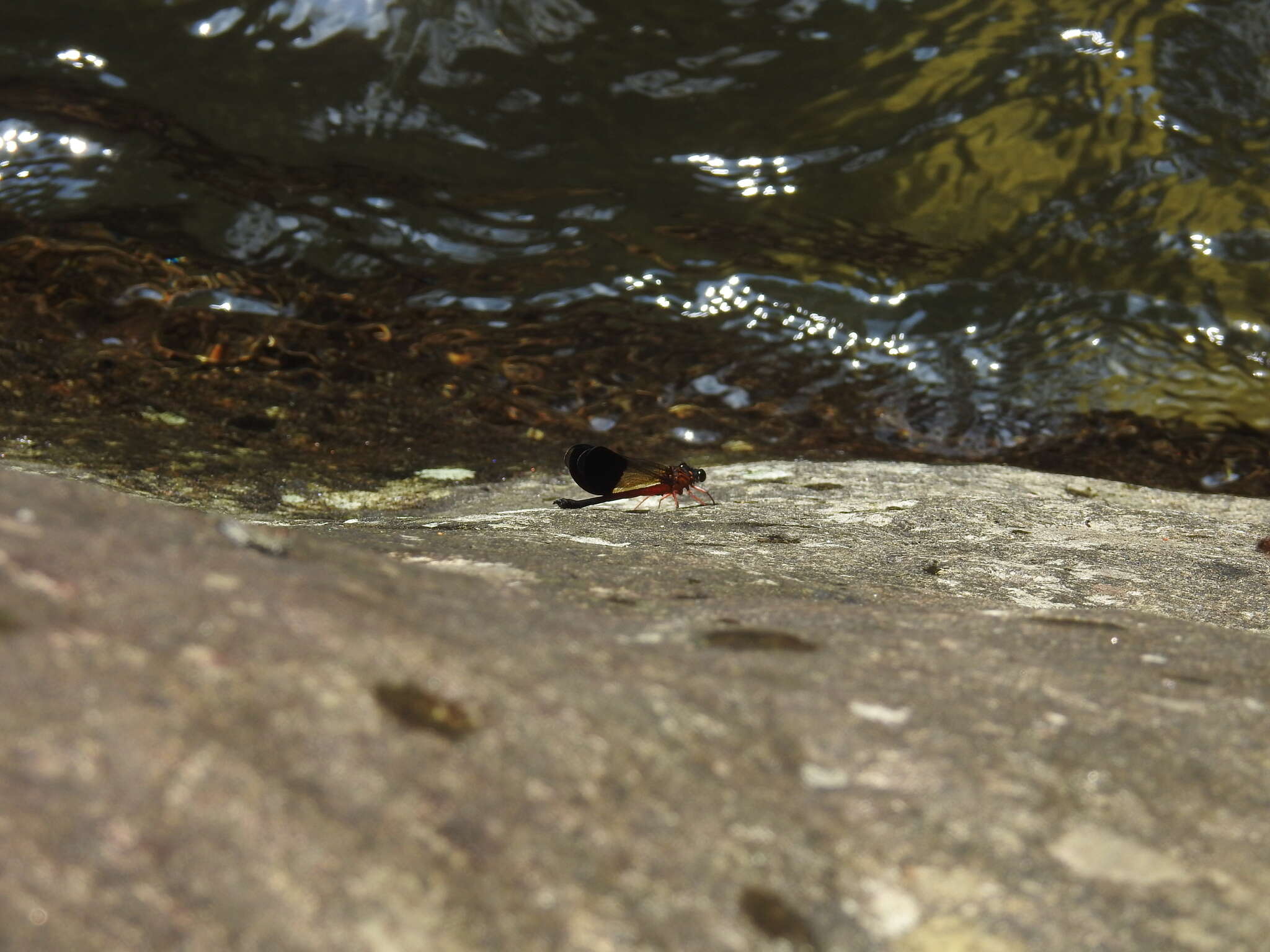 Image of Euphaea cardinalis (Fraser 1924)