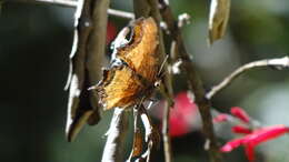 Слика од Polygonia haroldi Dewitz 1877