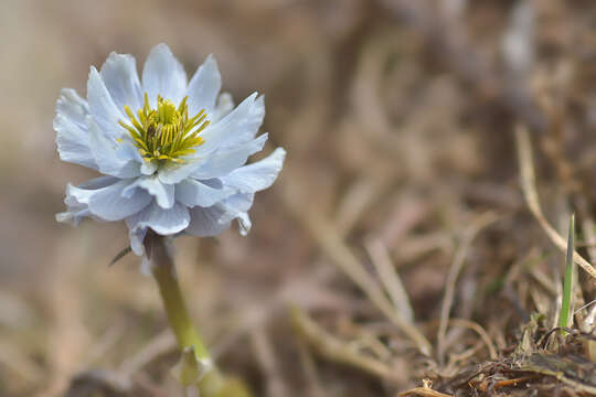 Image of Trollius lilacinus Bunge