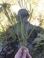 Image of narrowleaf marsh elder