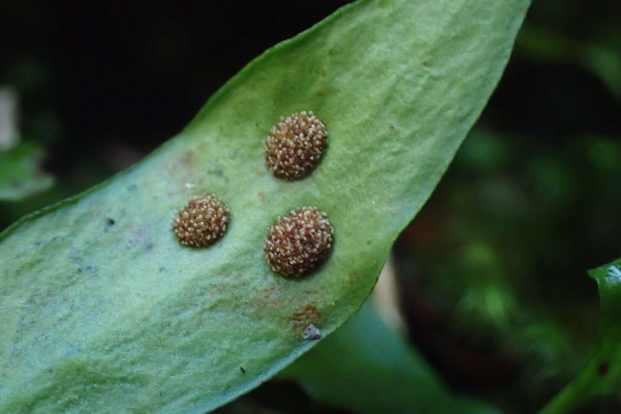 Plancia ëd Loxogramme dictyopteris (Mett.) Copel.