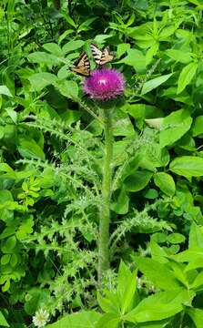 Plancia ëd Cirsium drummondii Torr. & A. Gray