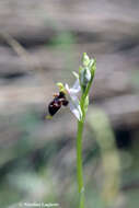 Image of Ophrys oestrifera subsp. bremifera (Steven) K. Richt.