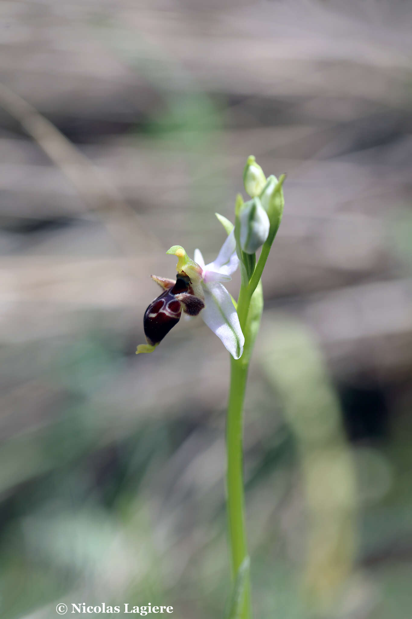 Image of Ophrys oestrifera subsp. bremifera (Steven) K. Richt.