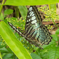 Imagem de Parthenos sylvia apicalis