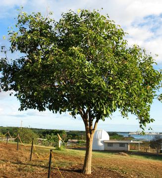 Image of lonomea