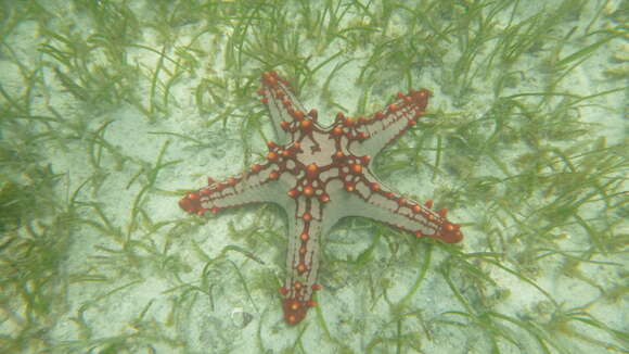 Image of African red knob sea star