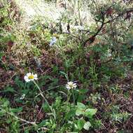 Plancia ëd Erigeron galeottii (Hemsl.) Greene