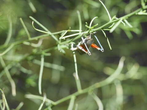 Слика од Melanoplus complanatipes Scudder & S. H. 1897