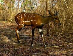 Image of Bushbuck