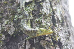 Image of Mixtecan Arboreal Alligator Lizard