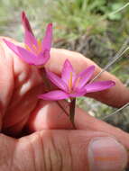 Plancia ëd Hesperantha baurii subsp. baurii