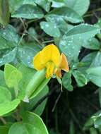 Imagem de Crotalaria vitellina Ker. Gawl.