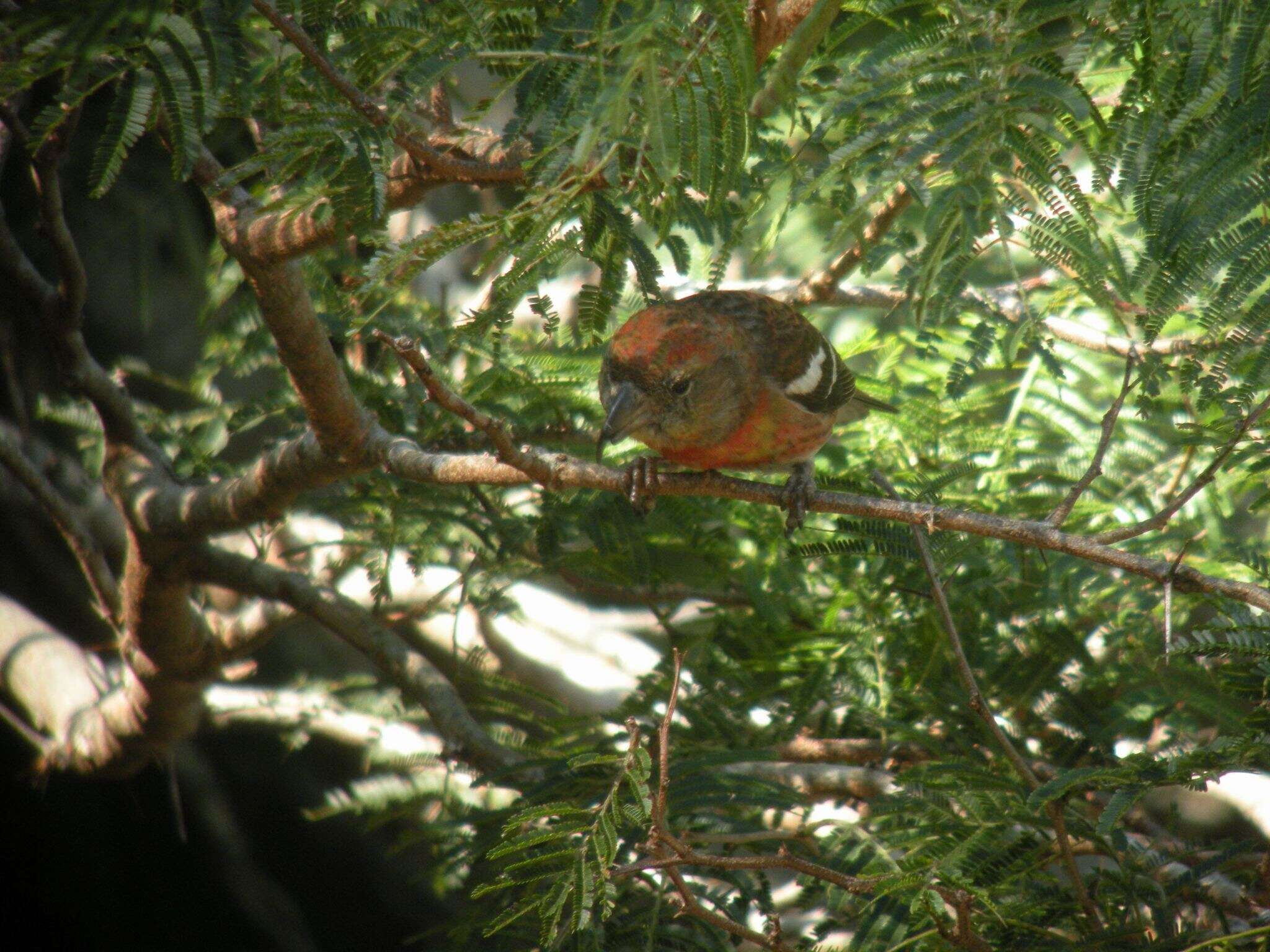 Image of Hispaniolan Crossbill