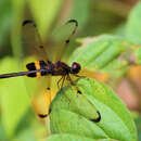 Image de <i>Rhyothemis phyllis obscura</i> Brauer 1868