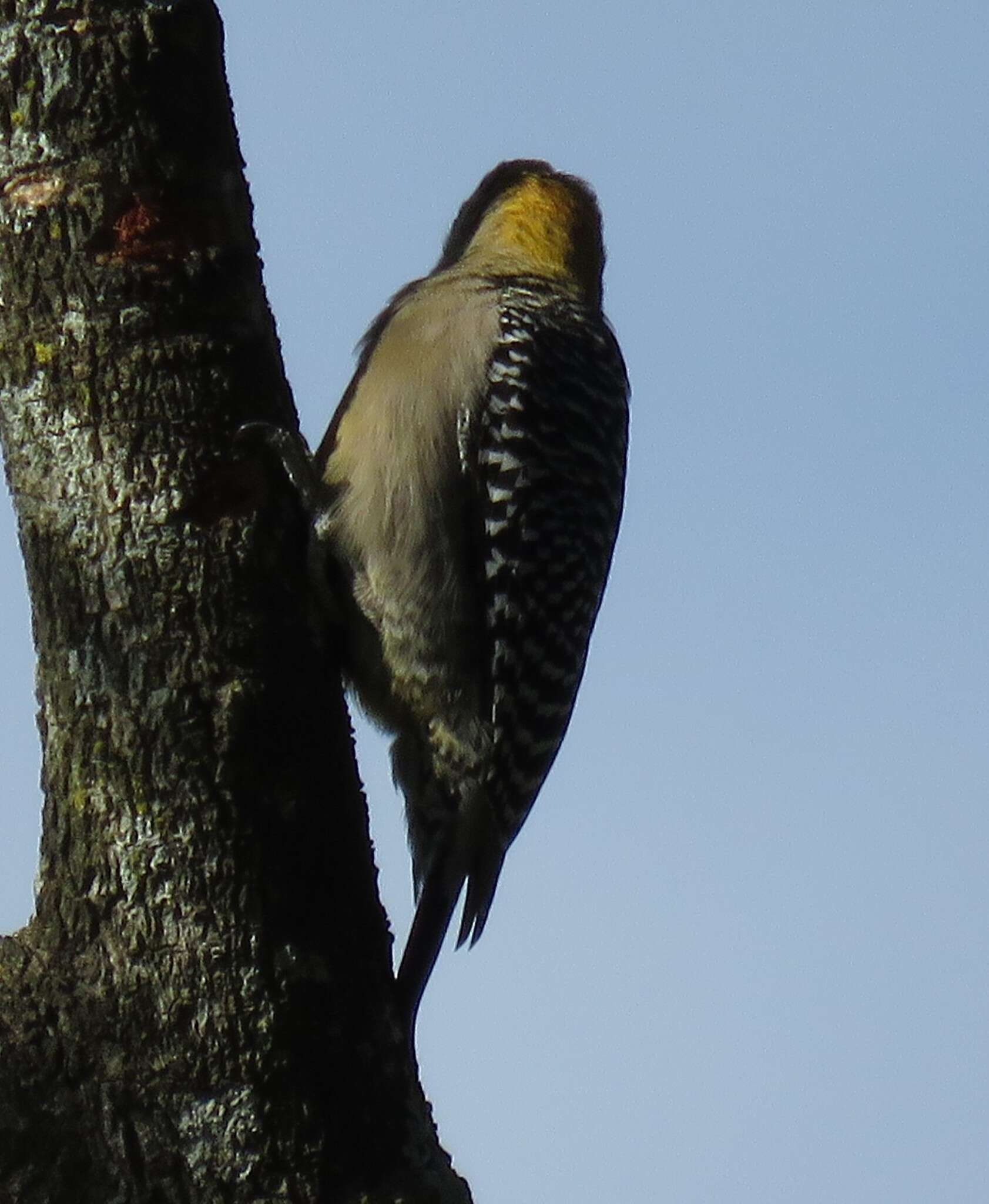 Plancia ëd Melanerpes hoffmannii (Cabanis 1862)