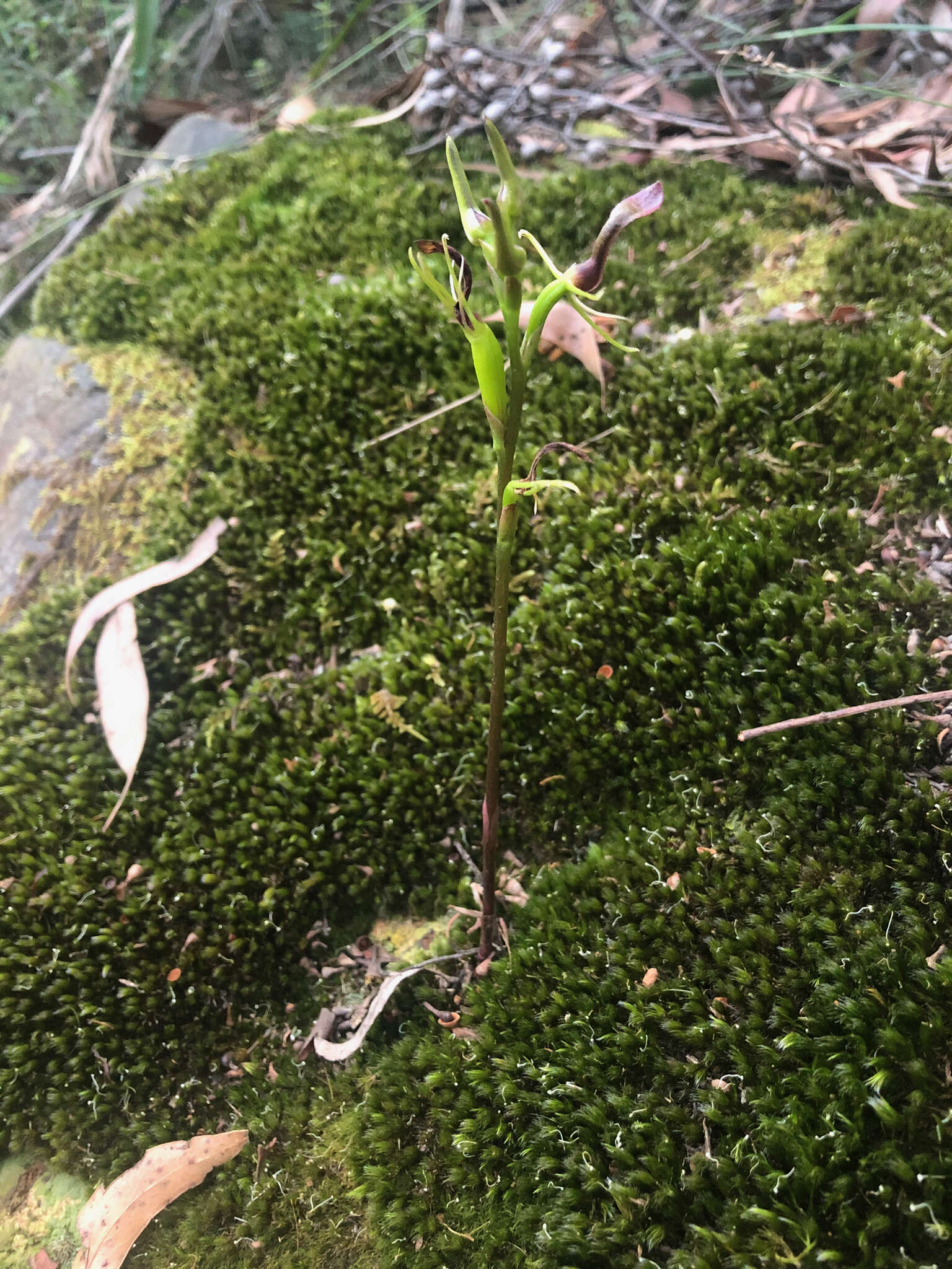 Image of Small tongue orchid