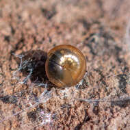 Image of Tawny Glass Snail