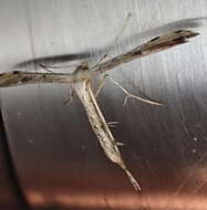 Image of Ragweed Plume Moth