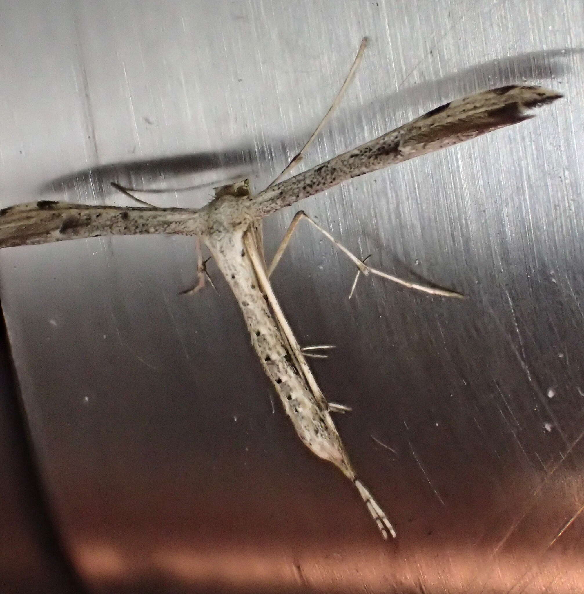 Image of Ragweed Plume Moth