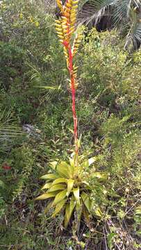 Image of Vriesea friburgensis var. paludosa (L. B. Sm.) L. B. Sm.