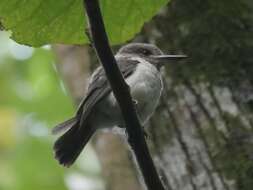 صورة Todiramphus veneratus youngi Sharpe 1892