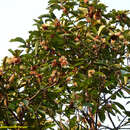 Lindera megaphylla Hemsl. resmi