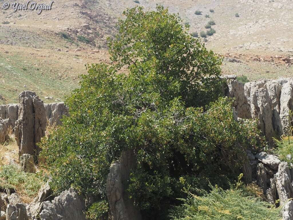 Image of Acer monspessulanum subsp. microphyllum (Boiss.) Bornm.