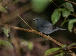 Plancia ëd Haplospiza unicolor Cabanis 1851