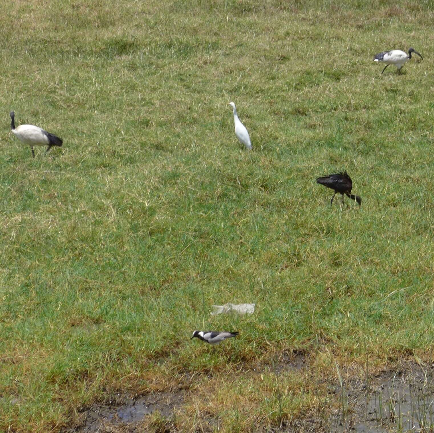 Image of Blacksmith Lapwing