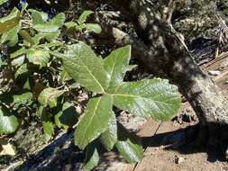 Image of netleaf oak