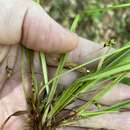 Image of tarheel sedge