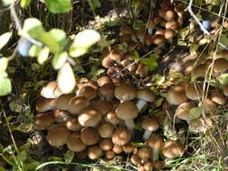 Image of Cyclocybe aegerita (V. Brig.) Vizzini 2014