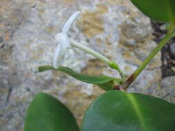 Image of Cyclophyllum letocartiorum Mouly