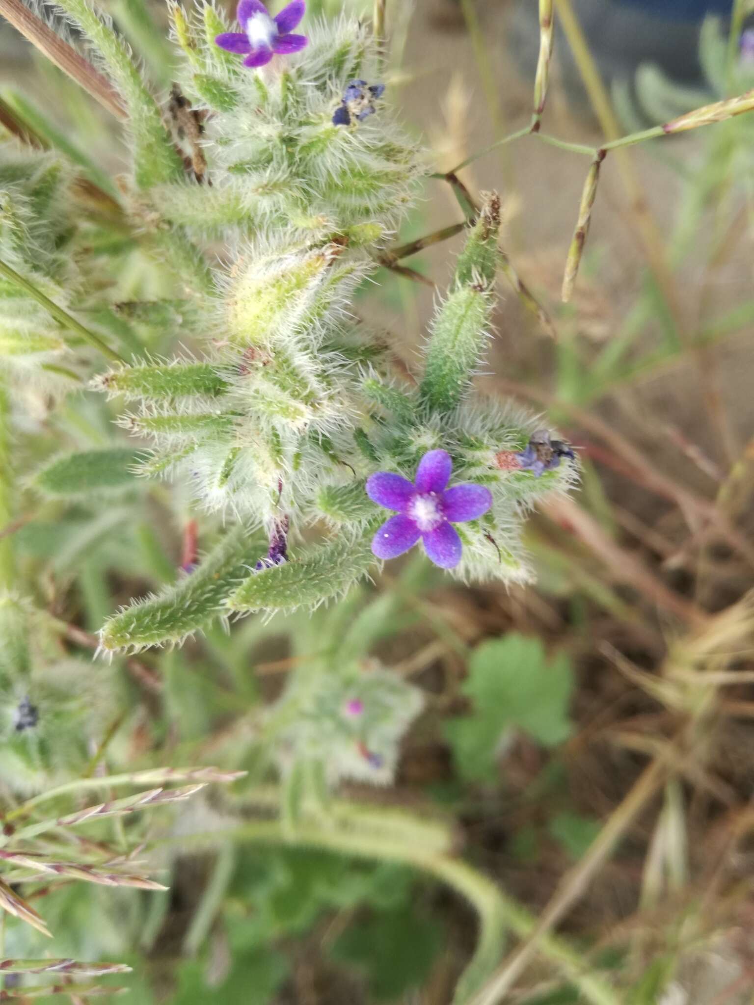 Image of Hormuzakia aggregata (Lehm.) Gusuleac