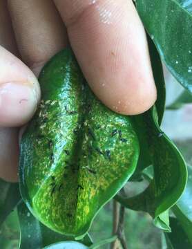 Image of Cuban Laurel Thrips