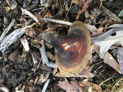 Image of Ganoderma curtisii (Berk.) Murrill 1908