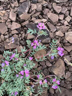 Plancia ëd Astragalus vexilliflexus Sheldon