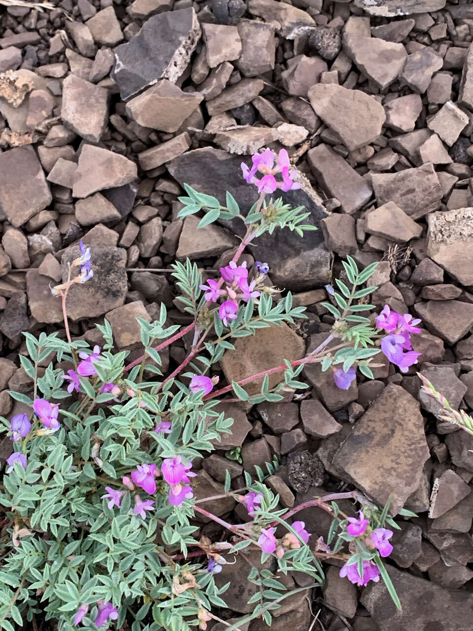 Plancia ëd Astragalus vexilliflexus Sheldon