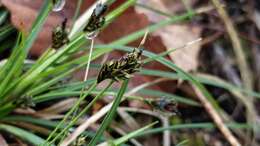 Image of black edge sedge