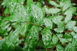 Image of Pellionia scabra Benth.