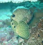 Слика од Epinephelus spilotoceps Schultz 1953