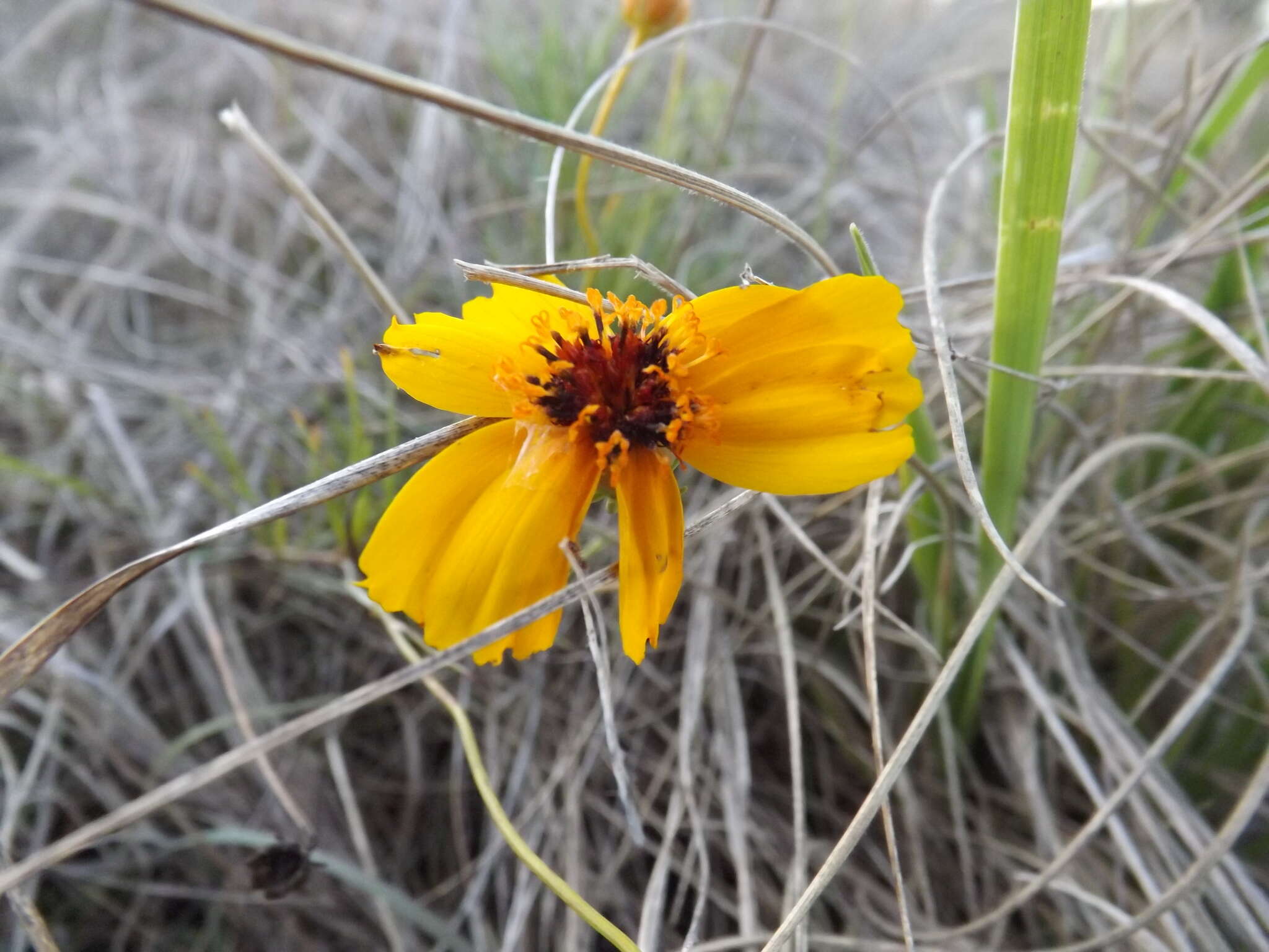 Image de Thelesperma filifolium (Hook.) A. Gray