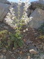 Imagem de Salvia microstegia Boiss. & Balansa