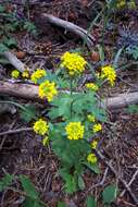 Image of Heller's Whitlow-Grass